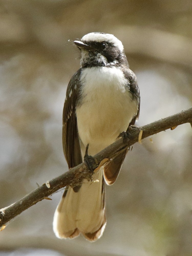 White-browed Fantail - ML143714891