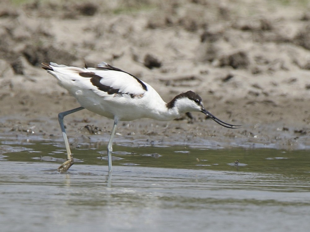 Avocette élégante - ML143715081