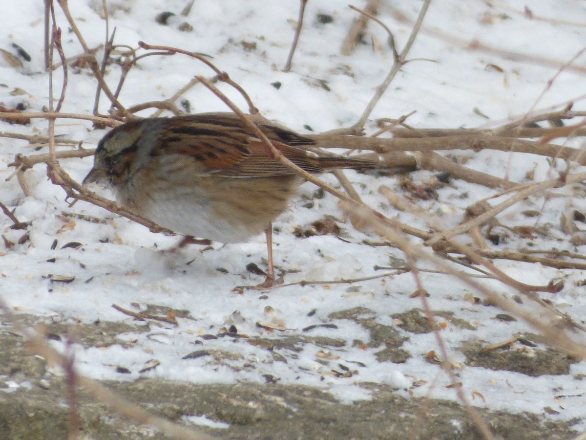 Swamp Sparrow - ML143715361