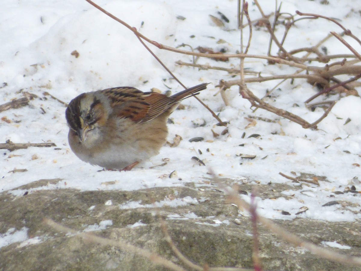 Swamp Sparrow - Luke Kwong