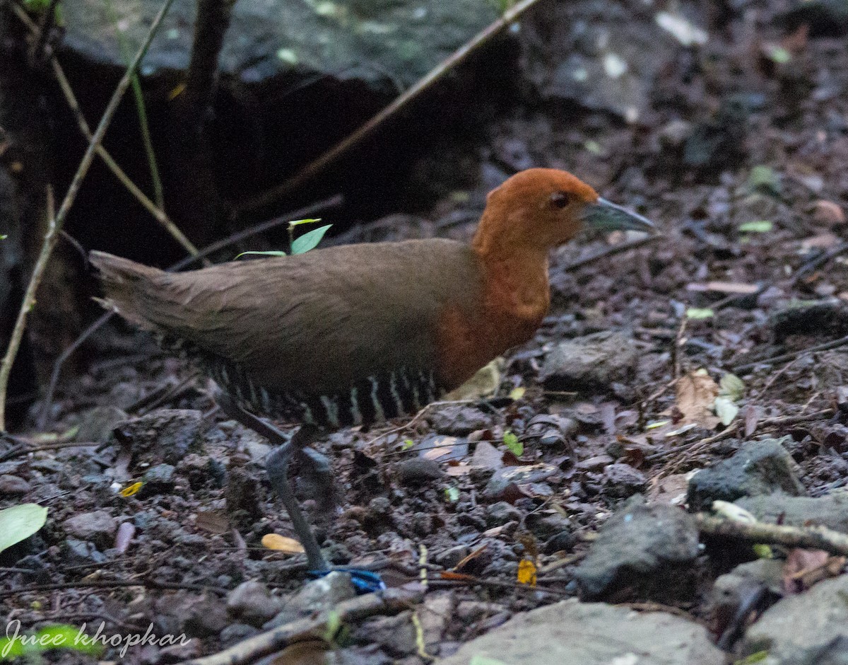 Slaty-legged Crake - ML143716241