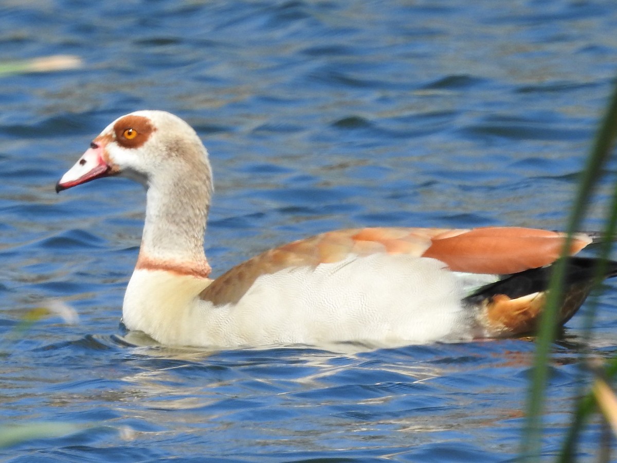 Egyptian Goose - ML143716511