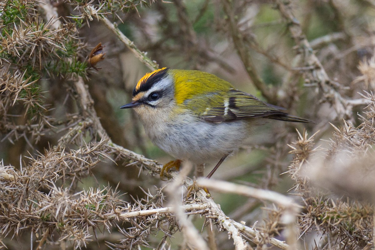 Common Firecrest - ML143716871