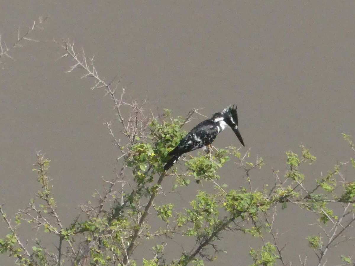 Pied Kingfisher - Andrew Dobson