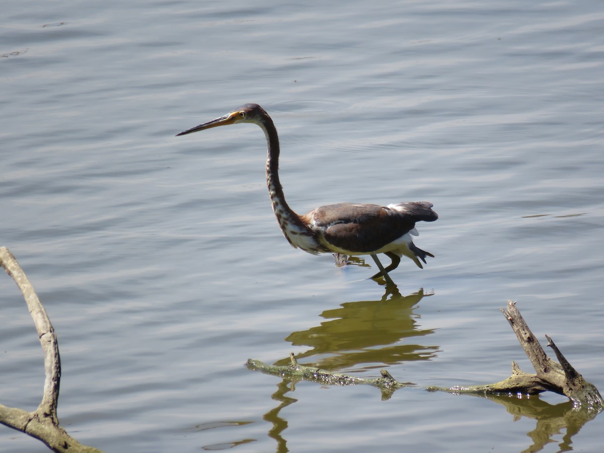 Tricolored Heron - ML143718631