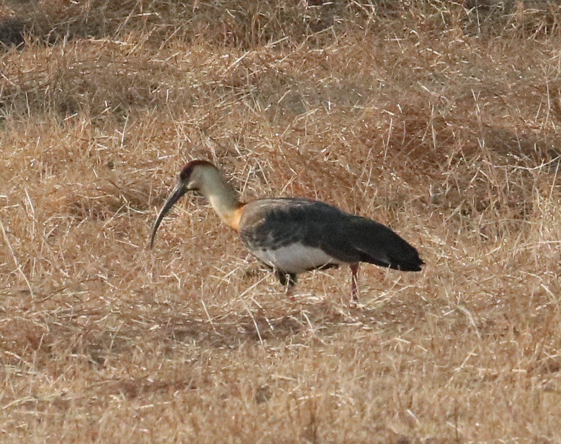 ibis bělokřídlý - ML143719501
