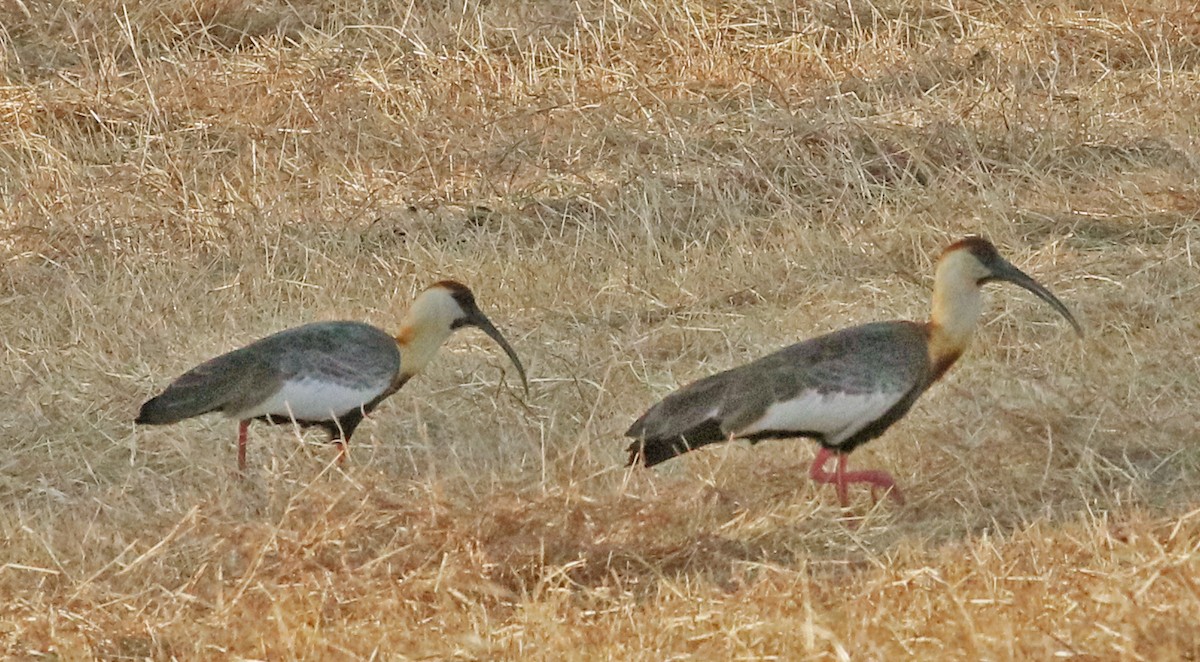 ibis bělokřídlý - ML143719531