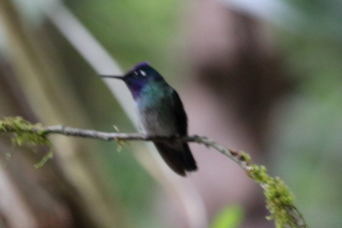 Colibrí Cabeciazul - ML143719621