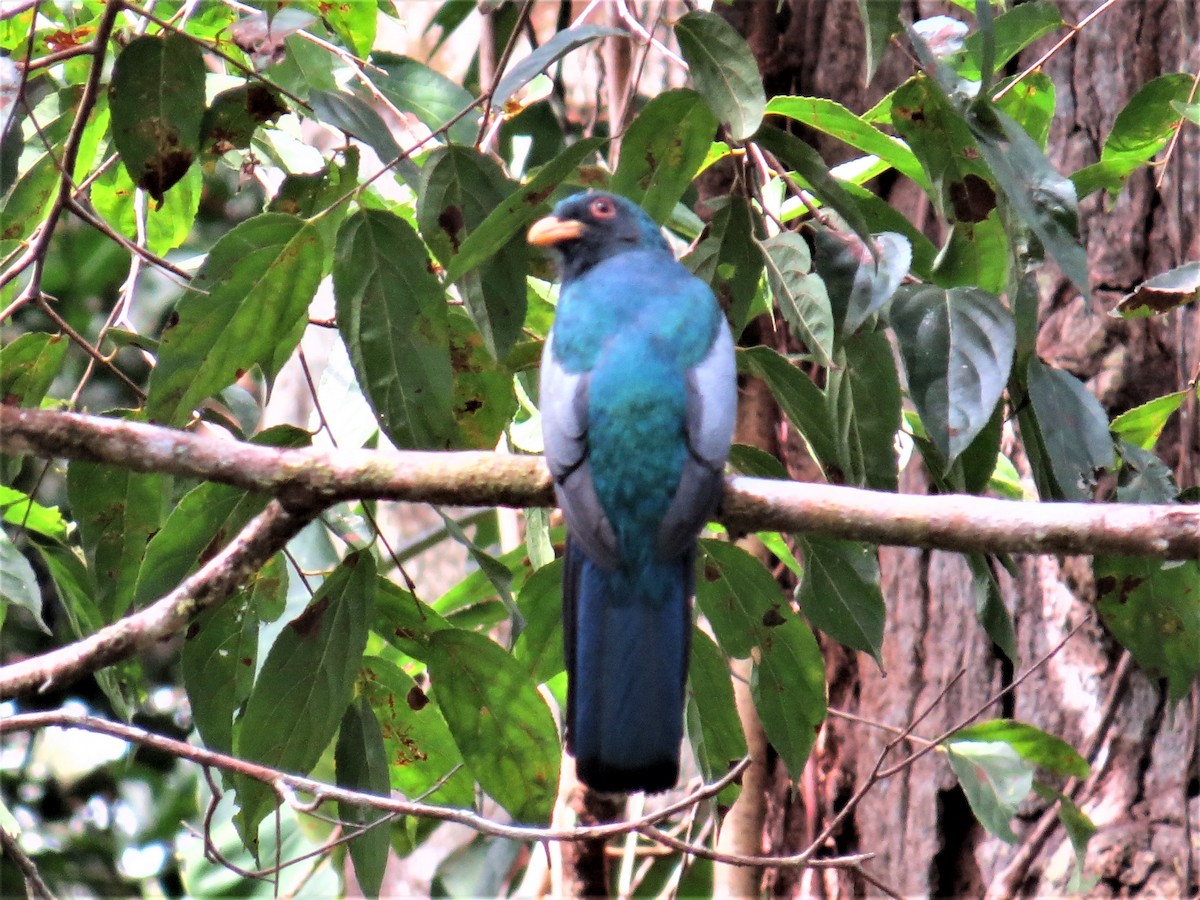 trogon modrotemenný - ML143719851