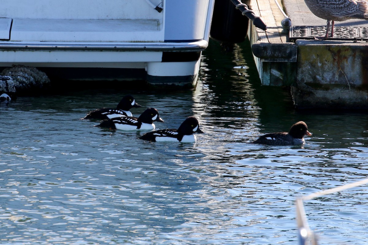 Barrow's Goldeneye - James Walker