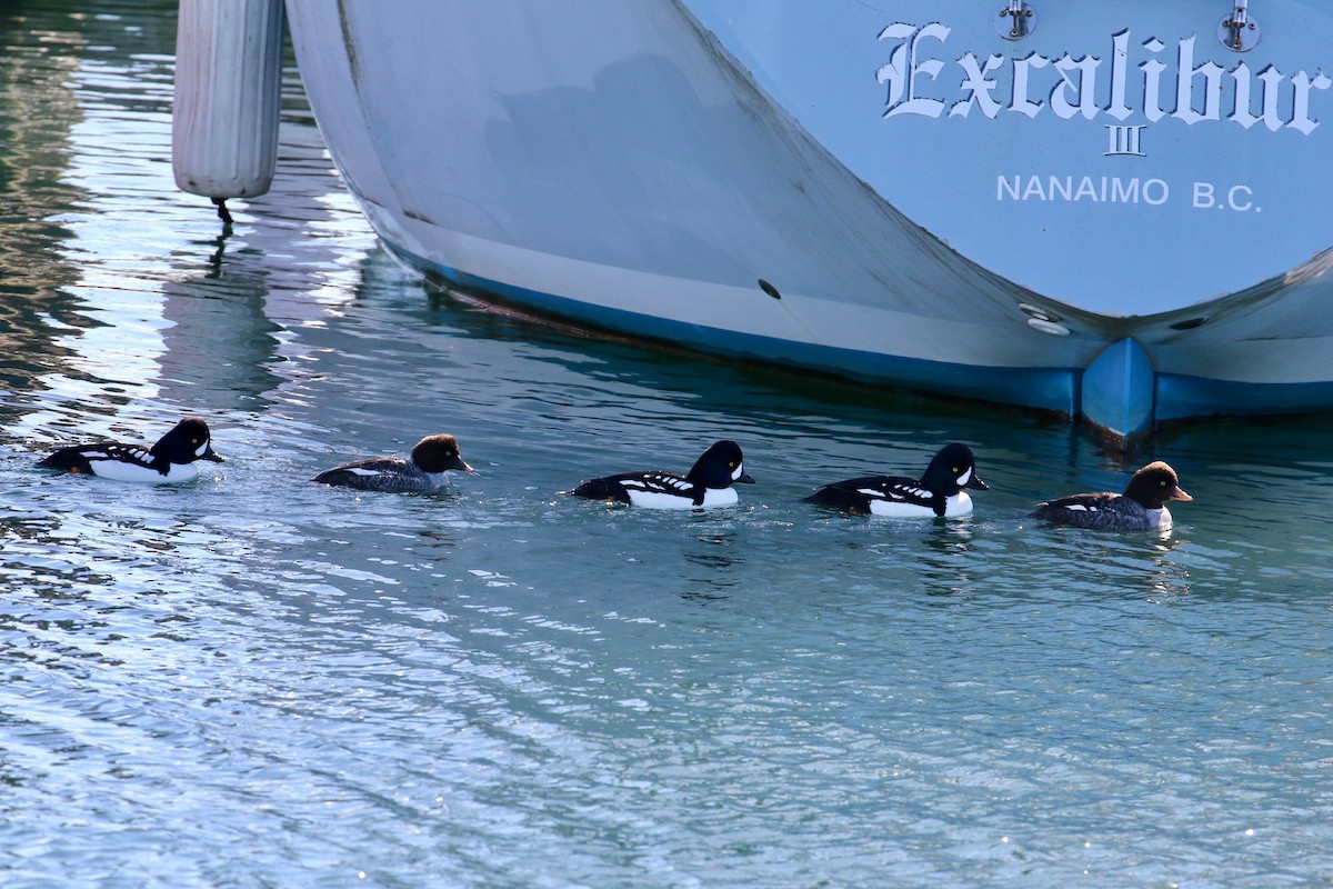 Barrow's Goldeneye - James Walker