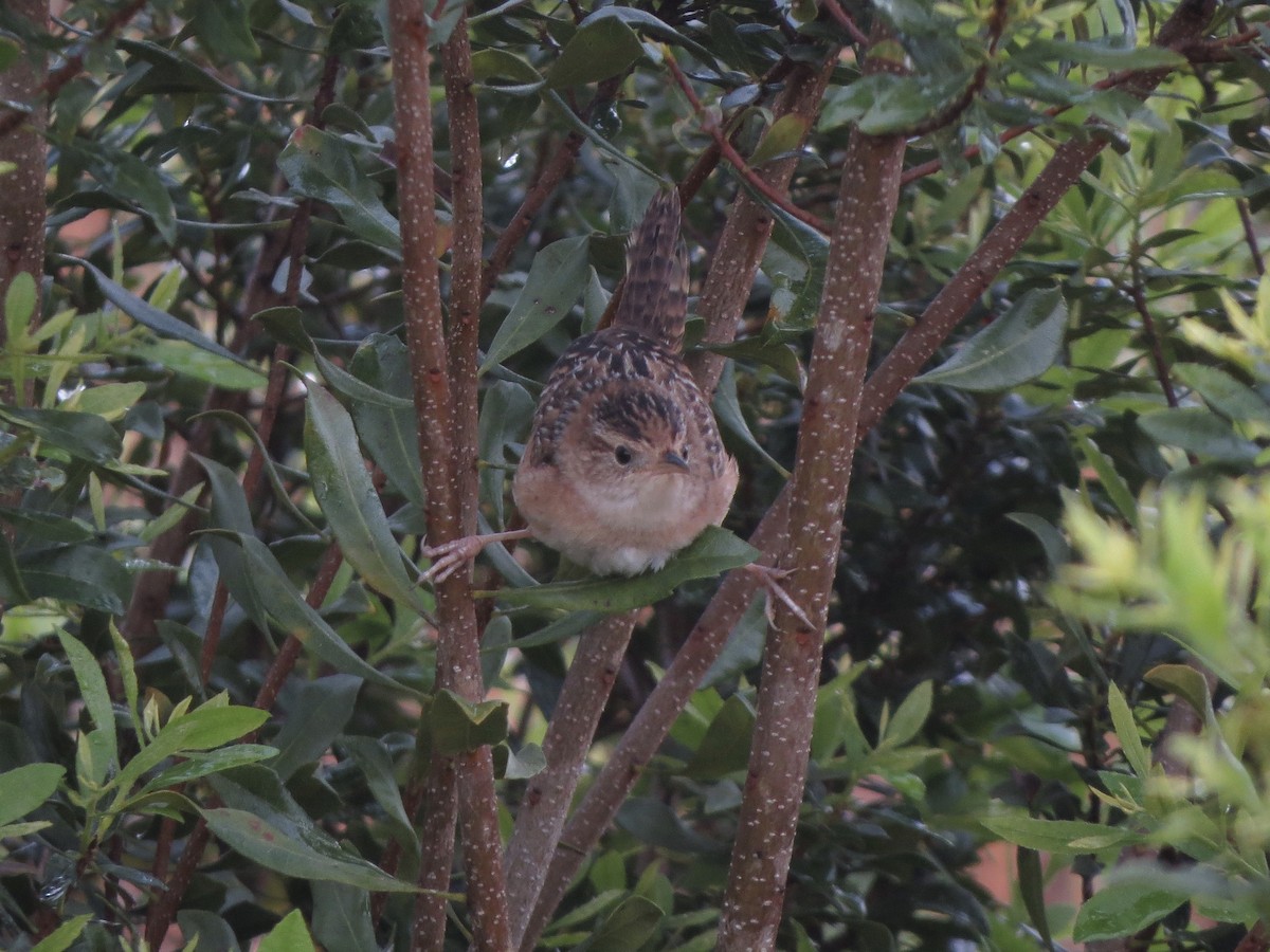 Sedge Wren - ML143724601