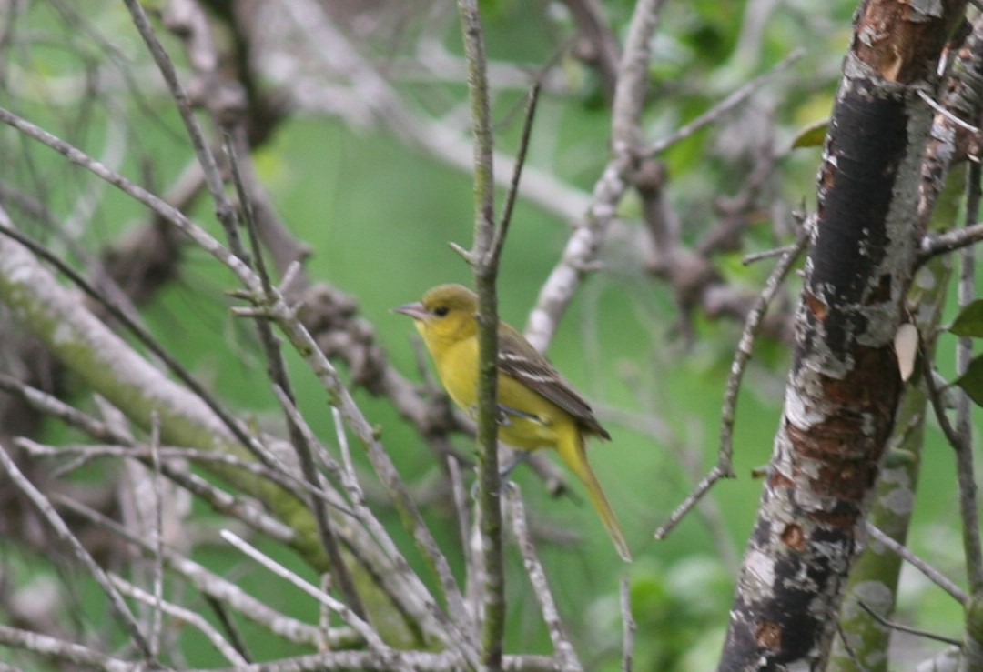 Orchard Oriole - ML143726531