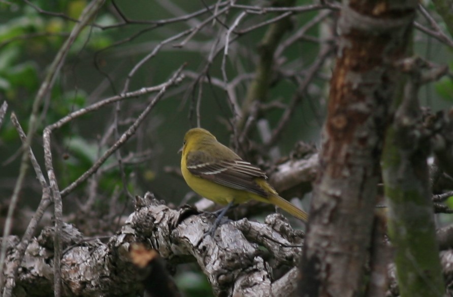 Orchard Oriole - ML143726551