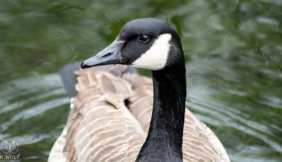 Canada Goose - Kayla Wolf