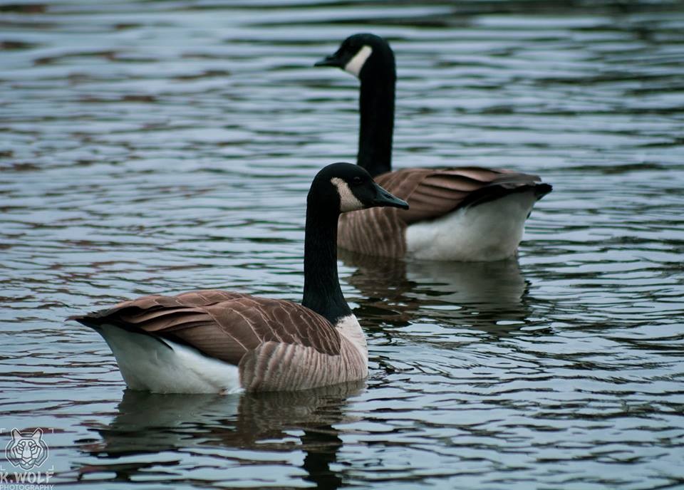 Canada Goose - ML143726581