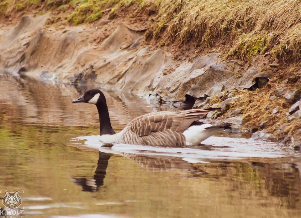 Canada Goose - ML143726591