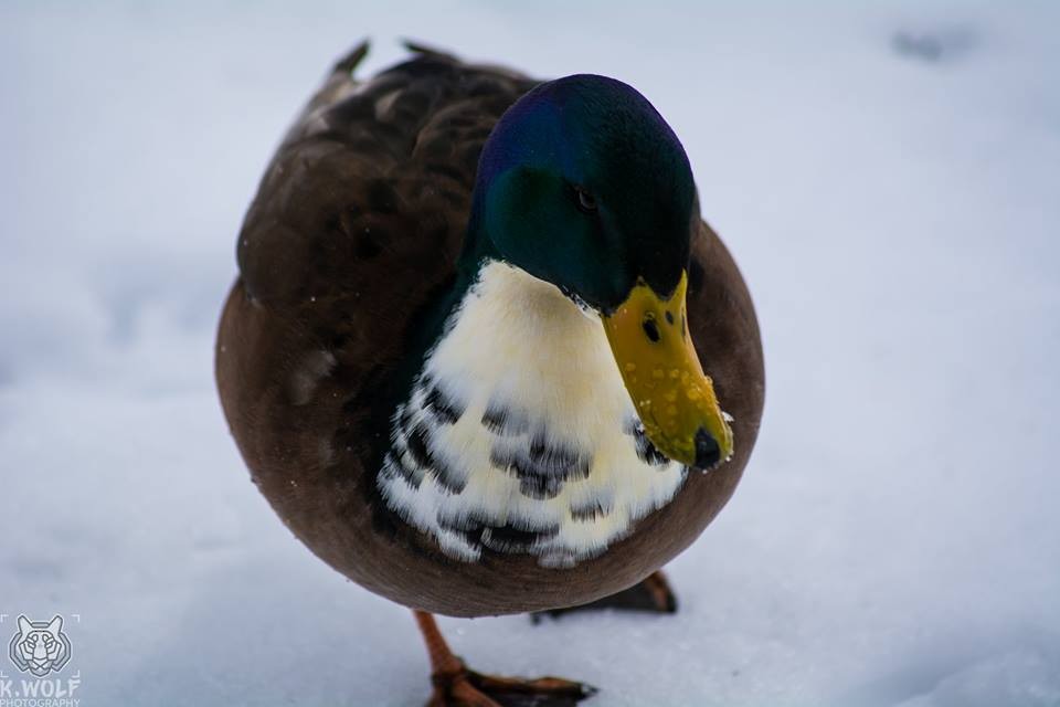 Mallard - ML143726741