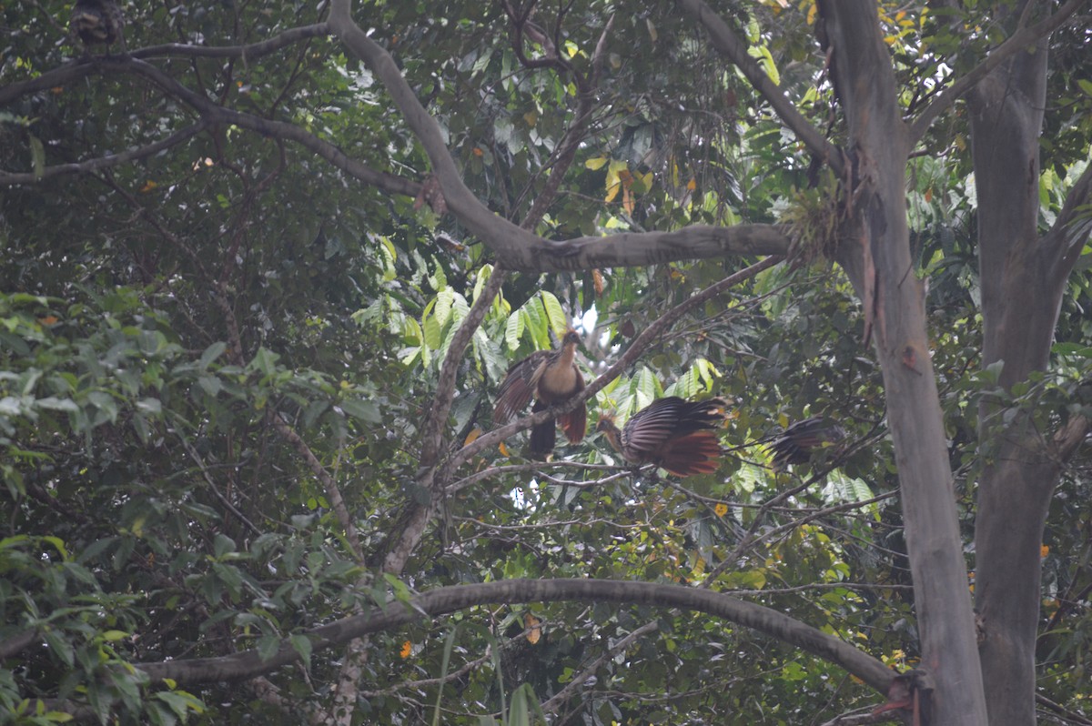 Hoatzin - ML143728201