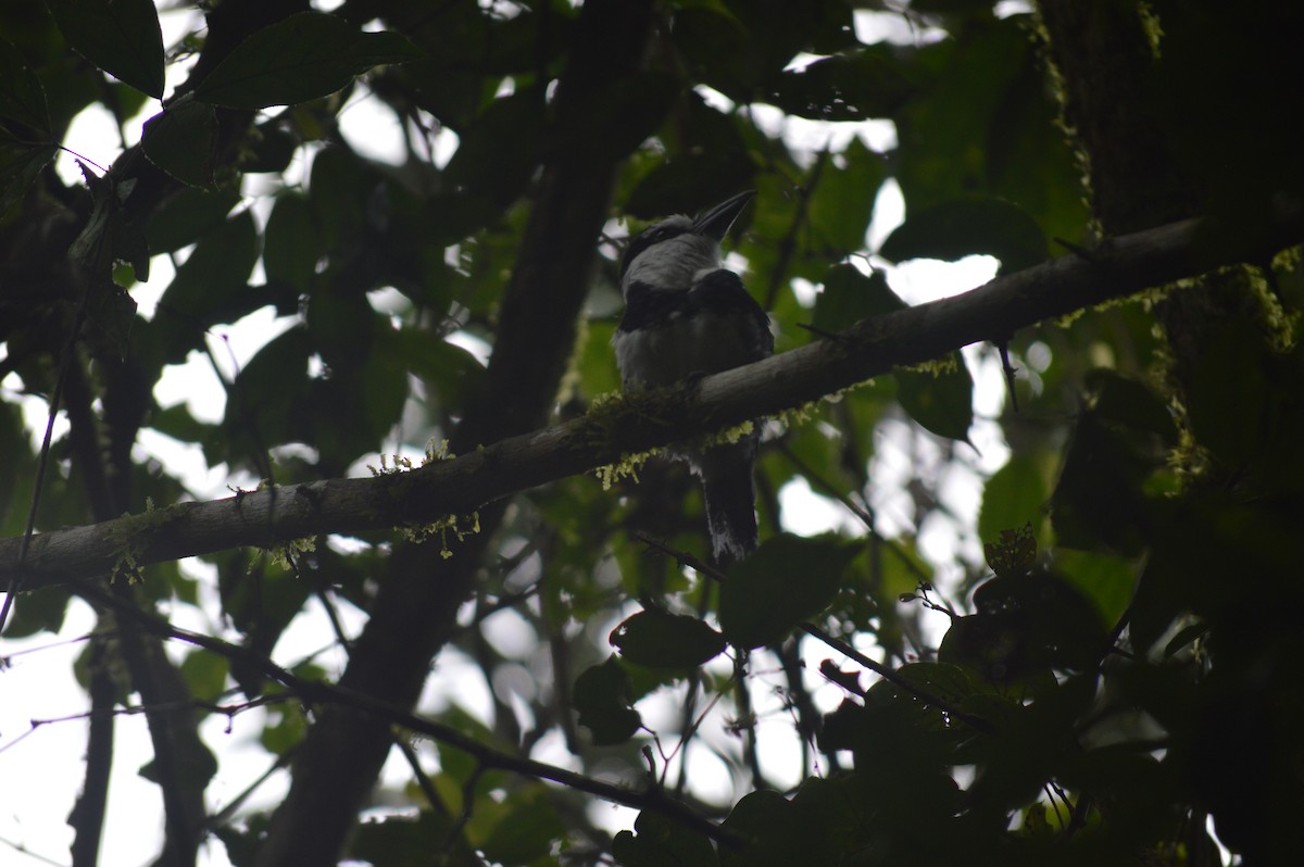 White-necked Puffbird - ML143728321