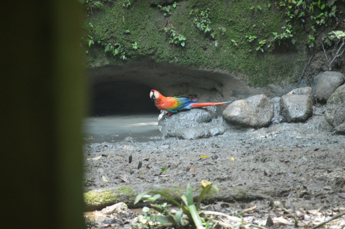 Scarlet Macaw - ML143728731