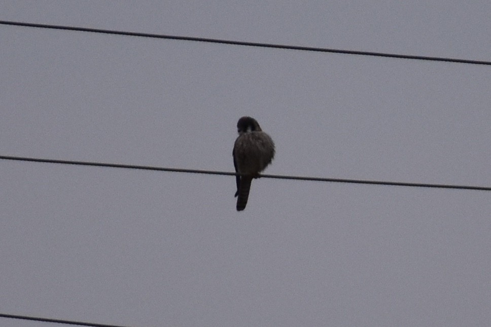 American Kestrel - ML143729071