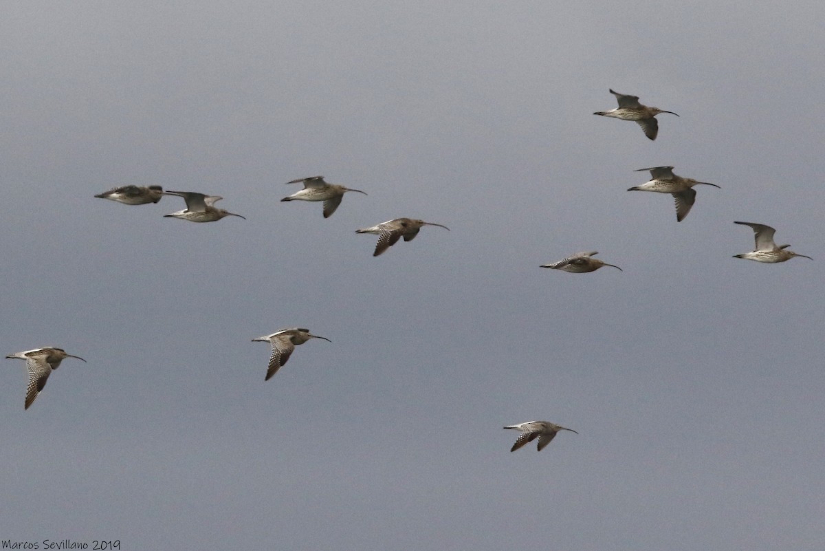 חרמשון גדול - ML143731451