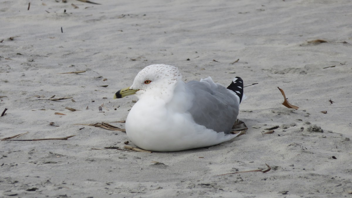 Ring-billed Gull - ML143732921