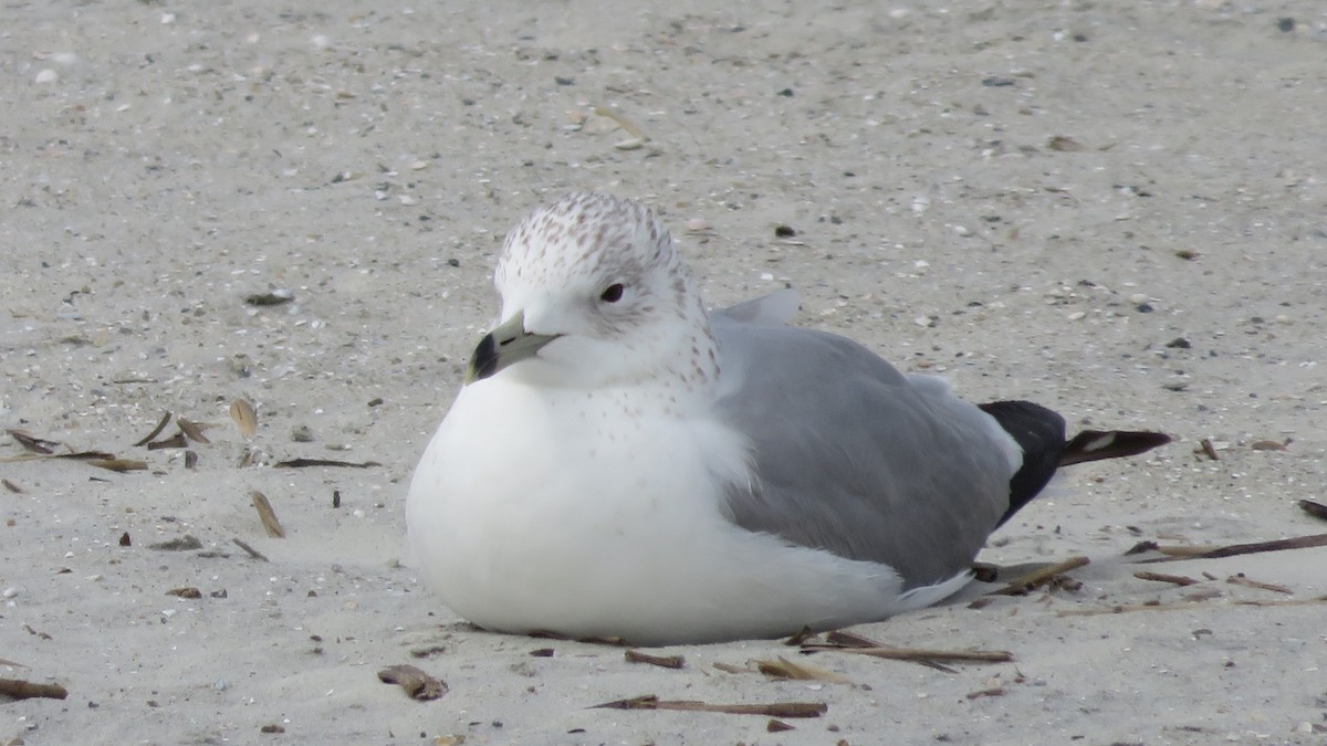 Ring-billed Gull - ML143732991