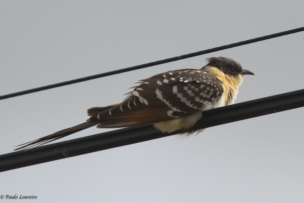Great Spotted Cuckoo - ML143734381