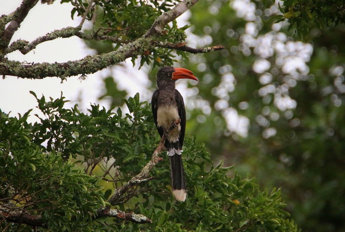 Crowned Hornbill - ML143734541