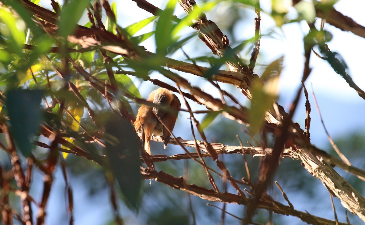 Chestnut-crowned Becard - ML143734741