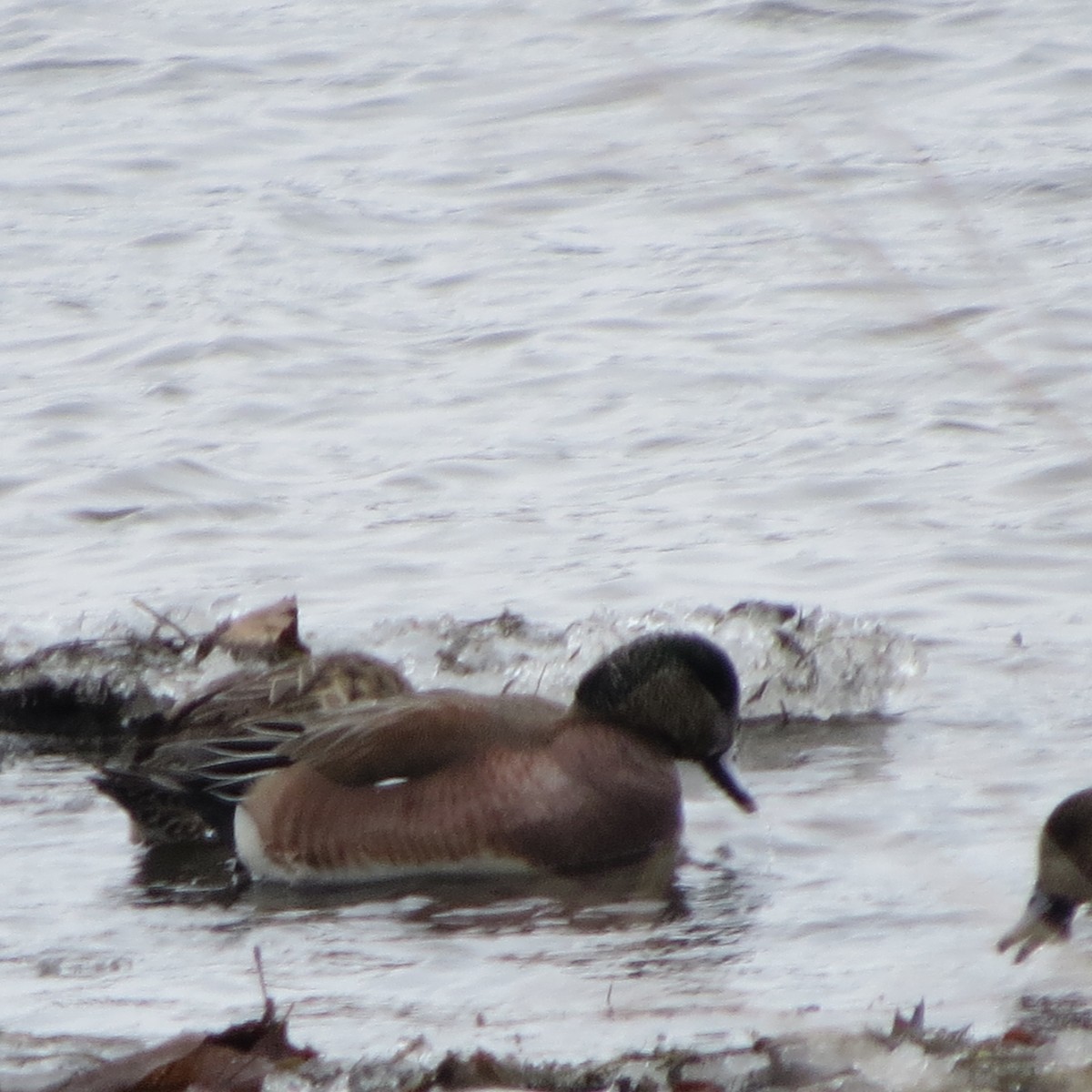 American Wigeon - ML143734961