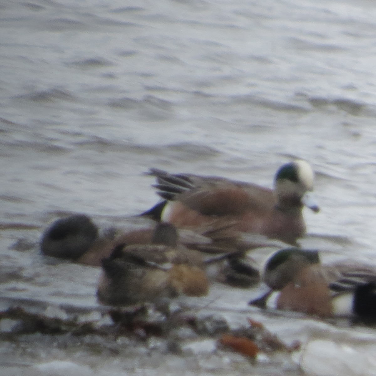 American Wigeon - ML143735031