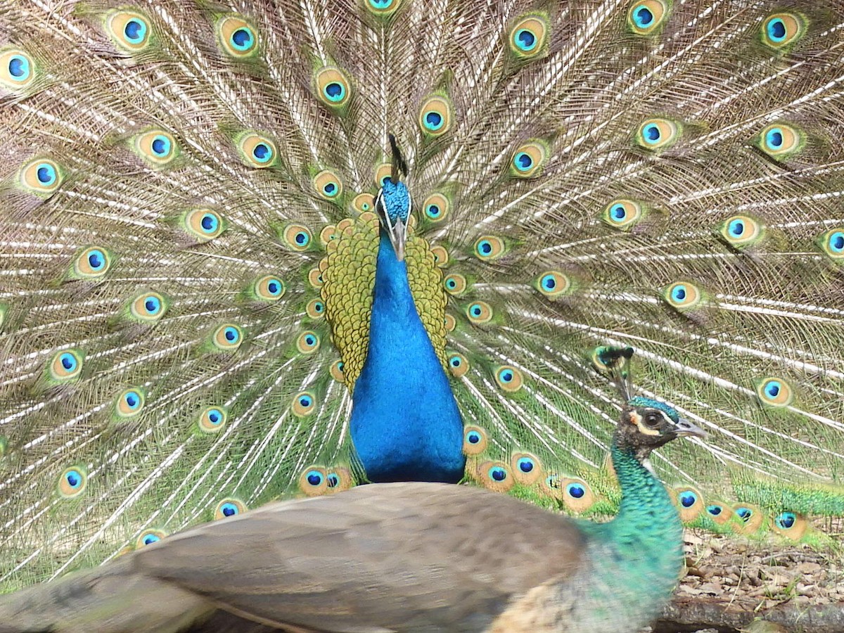 Indian Peafowl (Domestic type) - ML143735161