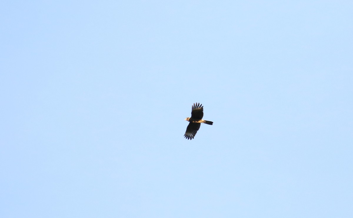 Yellow-headed Caracara - John Deitsch