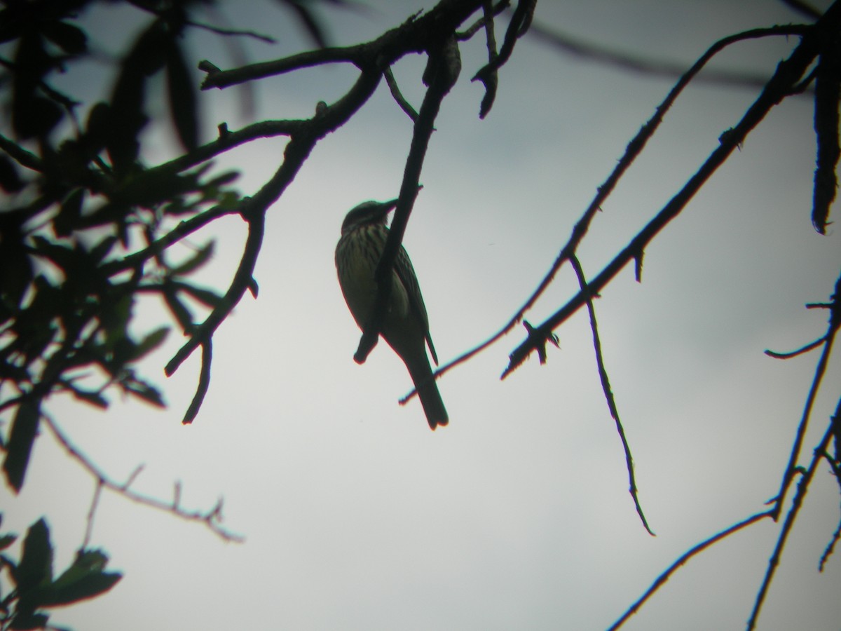 Sulphur-bellied Flycatcher - ML143736981