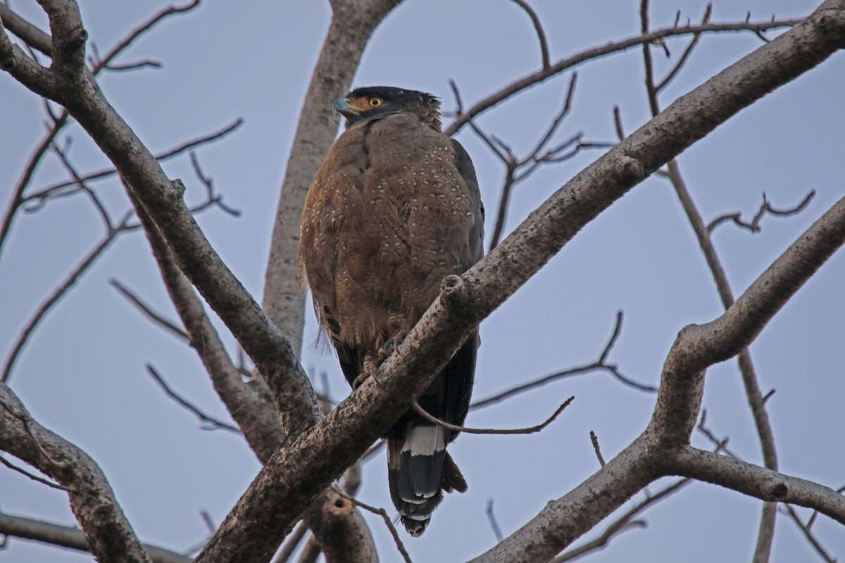 Crested Serpent-Eagle - Joan and/or George Sims