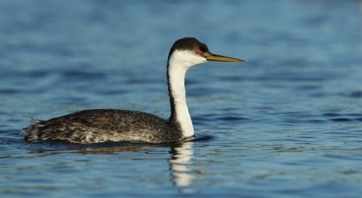 Western Grebe - ML143738821