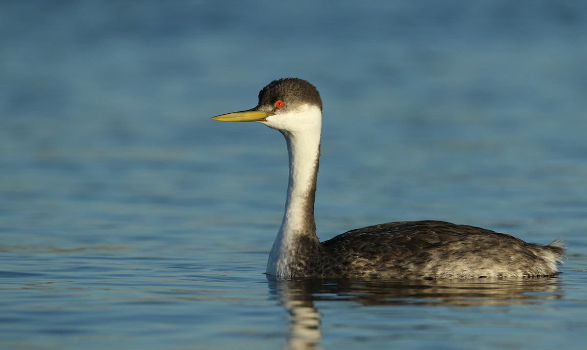 Western Grebe - ML143738851