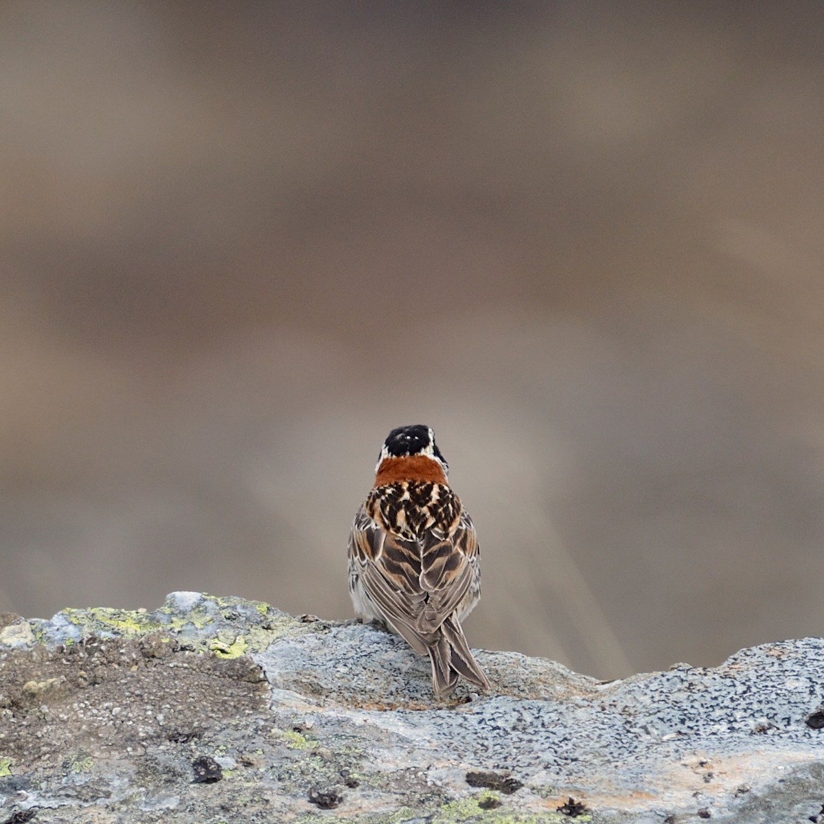 Lapland Longspur - ML143739891