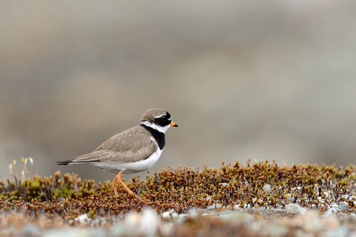 Common Ringed Plover - Hans Norelius