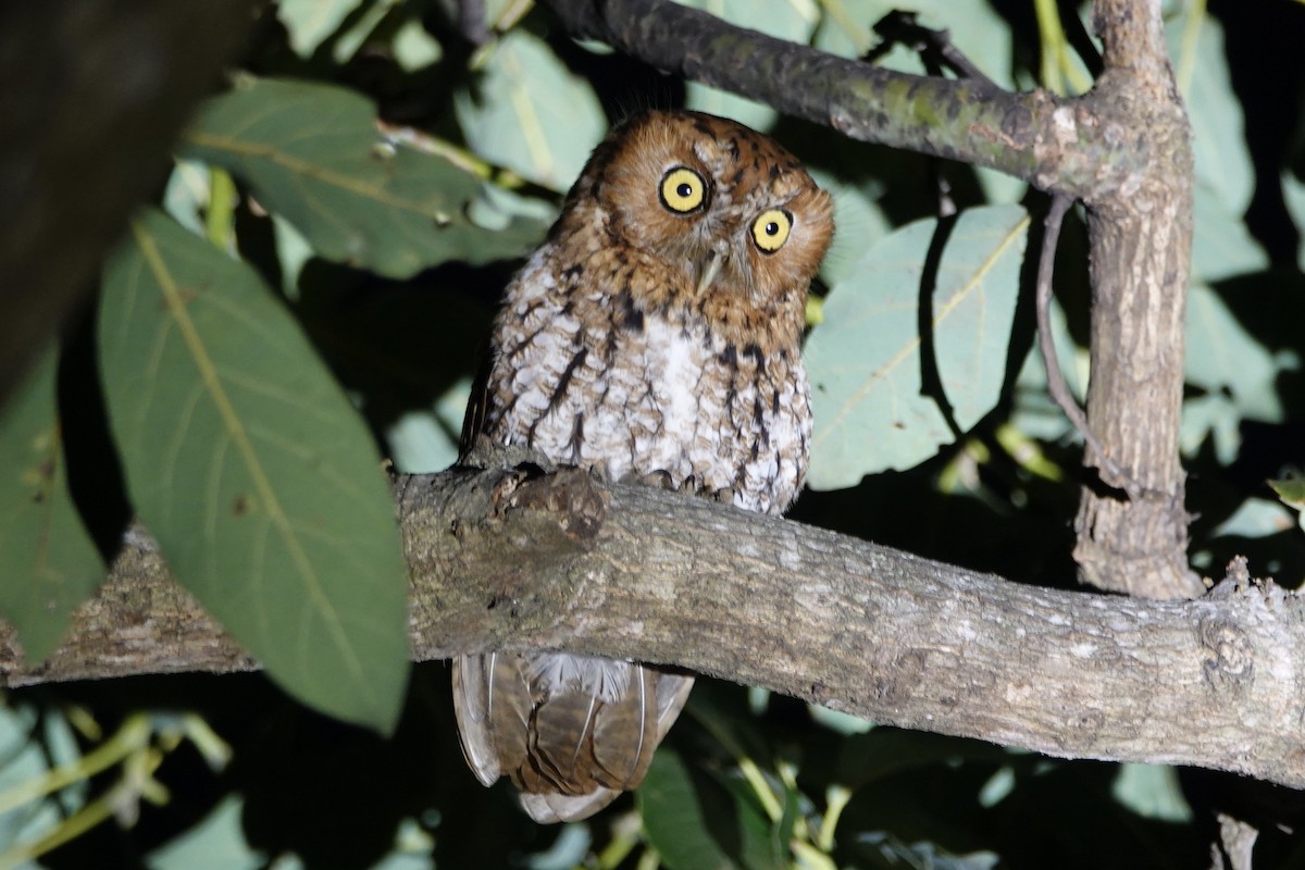 Whiskered Screech-Owl - ML143740781