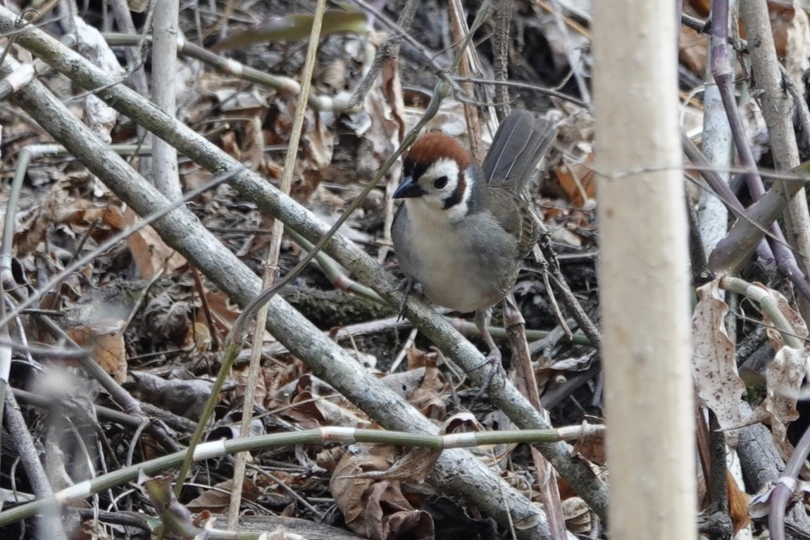 White-faced Ground-Sparrow - ML143741311