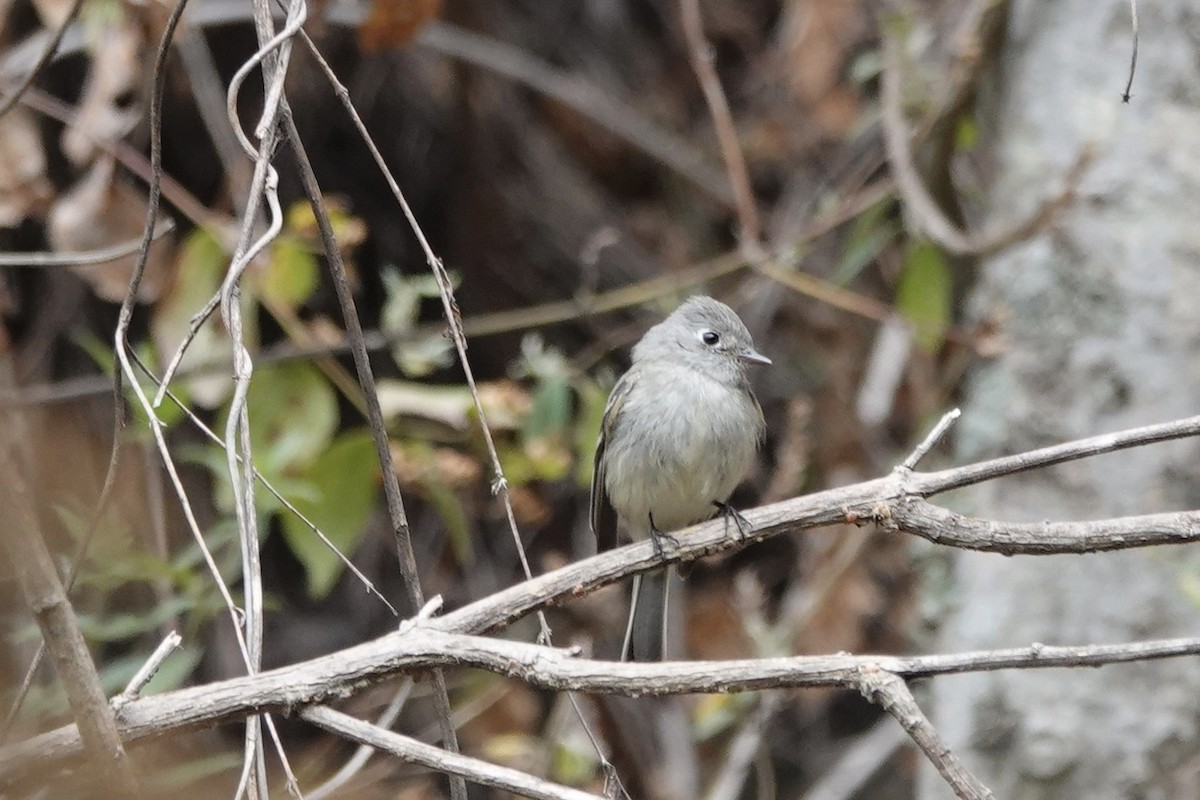 Hammond's Flycatcher - ML143741631