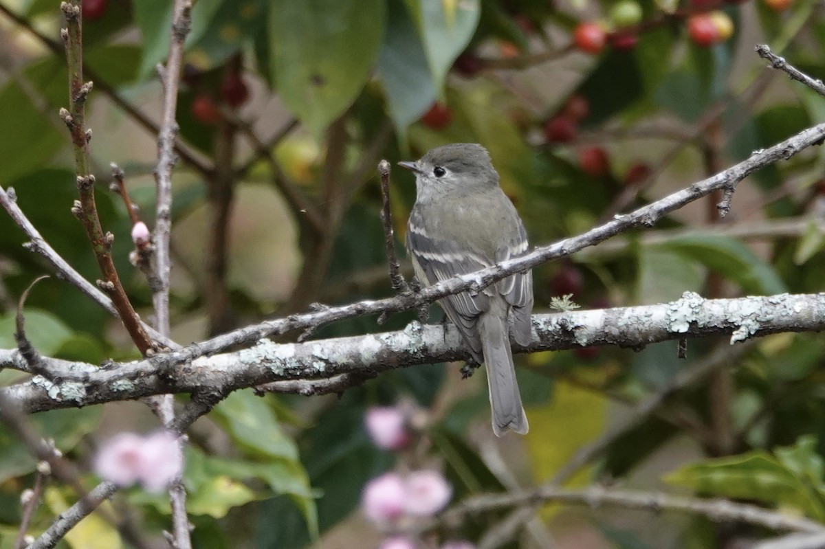 Hammond's Flycatcher - ML143741651