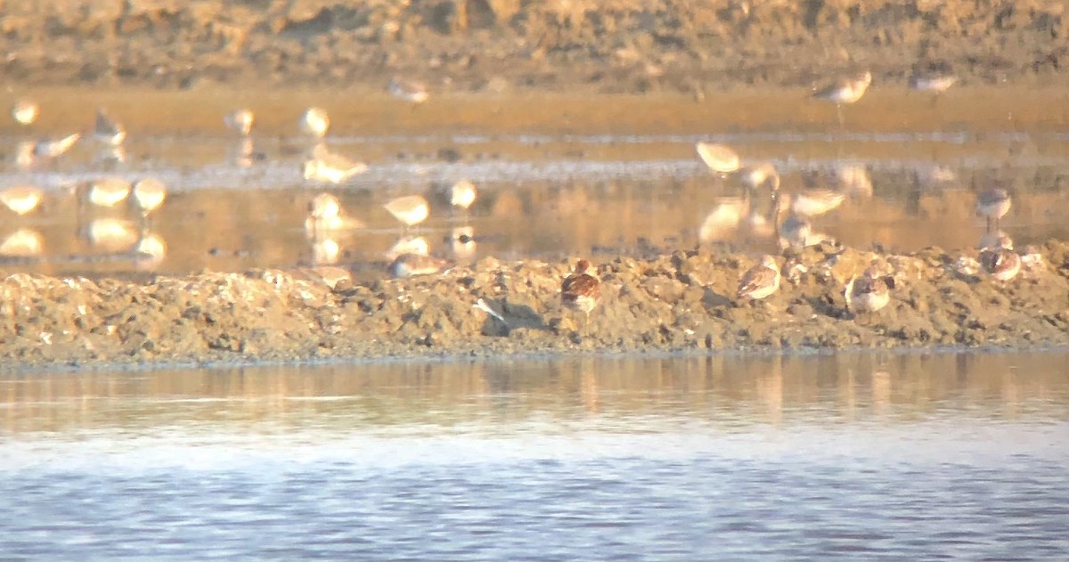 Sharp-tailed Sandpiper - Doug Hitchcox