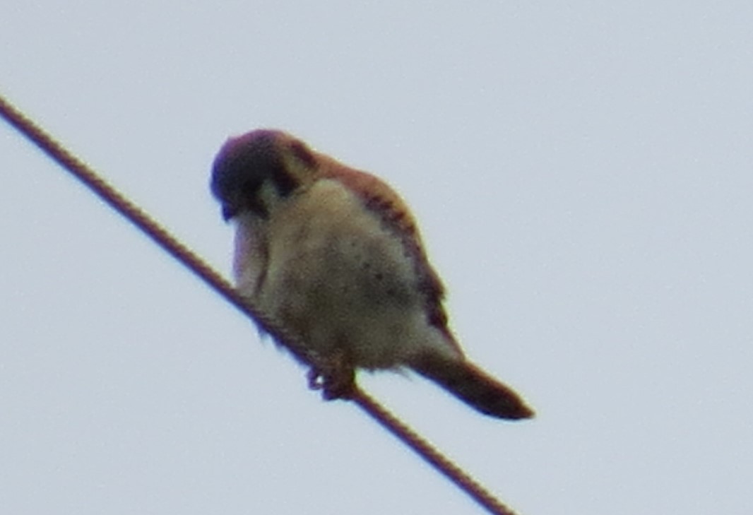 American Kestrel - ML143742001