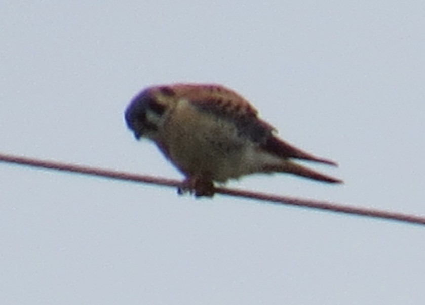 American Kestrel - ML143742011