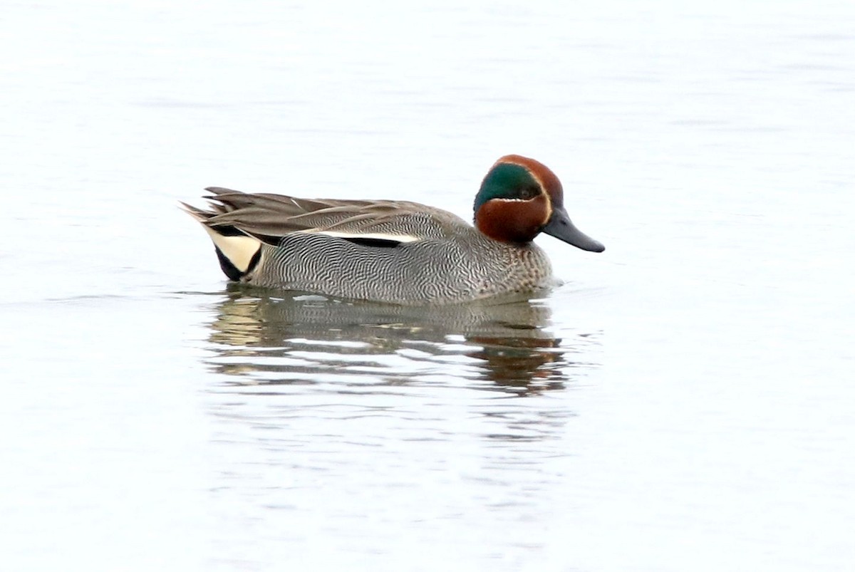 Green-winged Teal (Eurasian) - BRUCE FINNAN